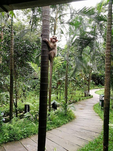 Vythiri Resort