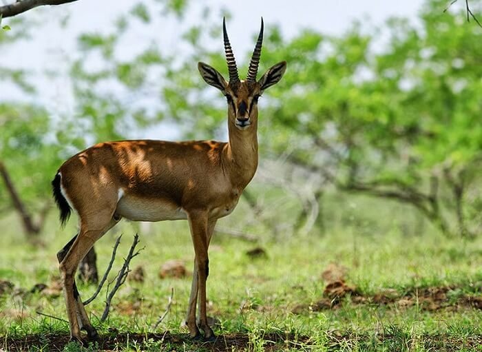 Bhimashankar Wildlife Sanctuary, Pune 