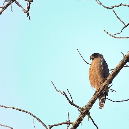 Melghat Tiger Reserve, Amravati 