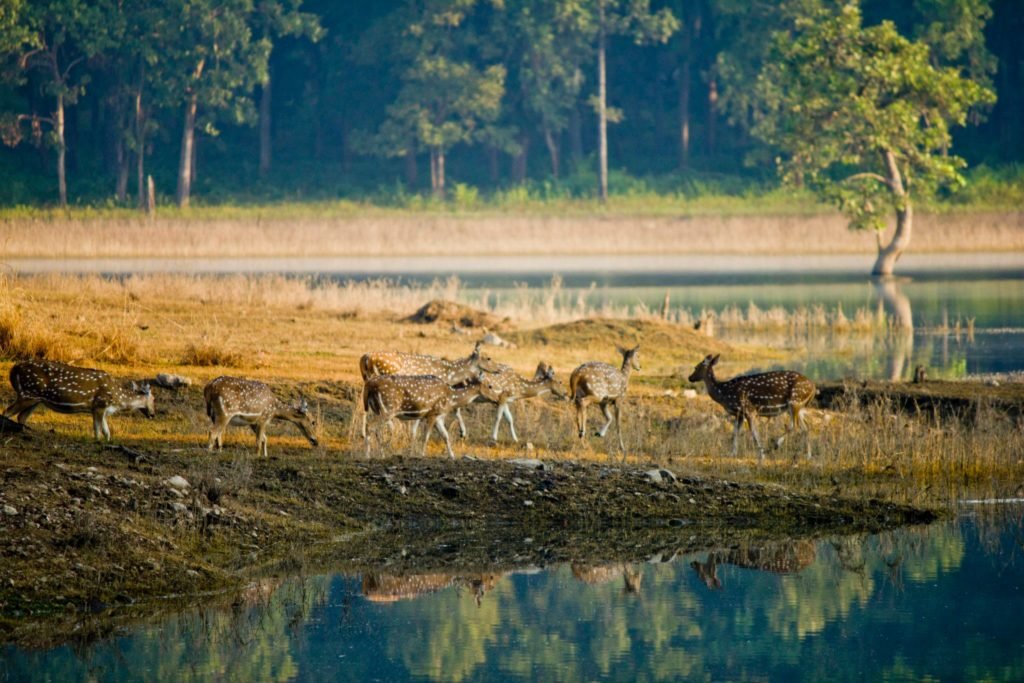 Pench National Park and Tiger Reserve, Nagpur 