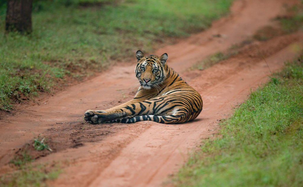 Pench National Park and Tiger Reserve, Nagpur 