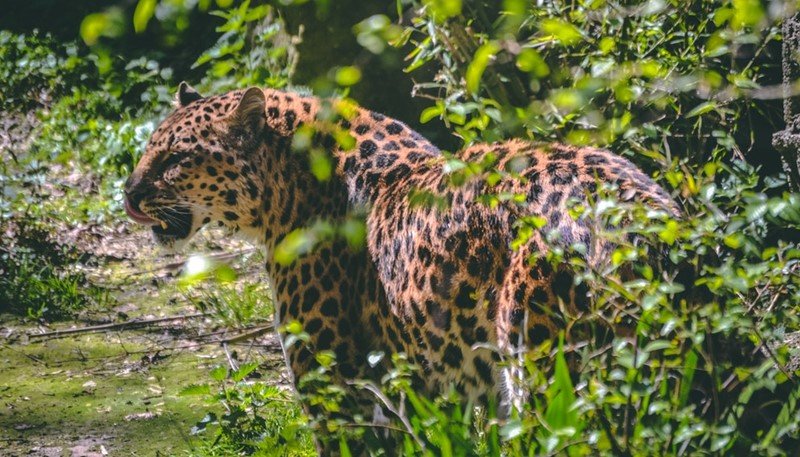 Rehukari Sanctuary, Ahmednagar 