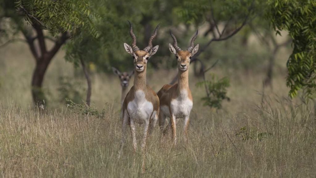 Rehukari Sanctuary, Ahmednagar 