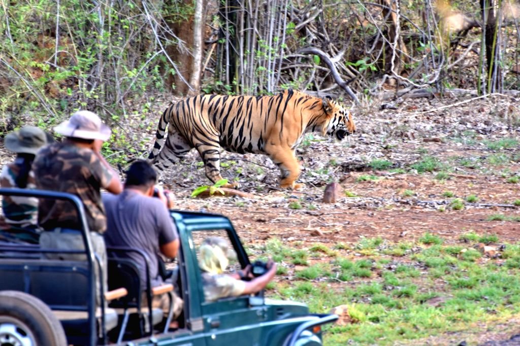 Tadoba Andhari Tiger Reserve, Chandrapur 