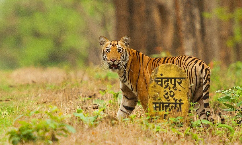 Tadoba Andhari Tiger Reserve, Chandrapur 