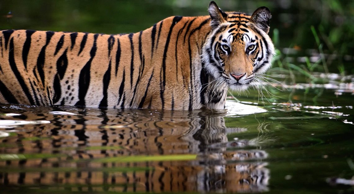 Wildlife Sanctuaries In Maharashtra
