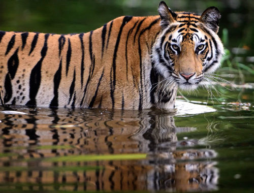 Wildlife Sanctuaries In Maharashtra