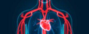 heart